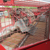 selbstfahrende Rübenerntemaschine GRIMME Rexor 6300 Platinum (RRS IV) – Bild 16